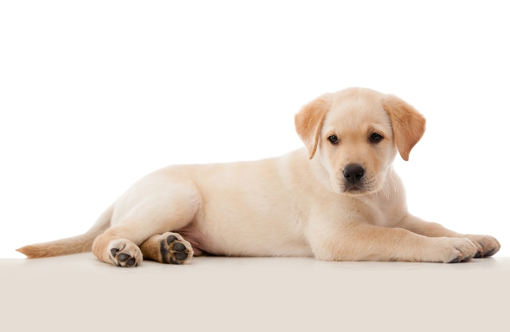 Beautiful puppy laying down - isolated over a white background